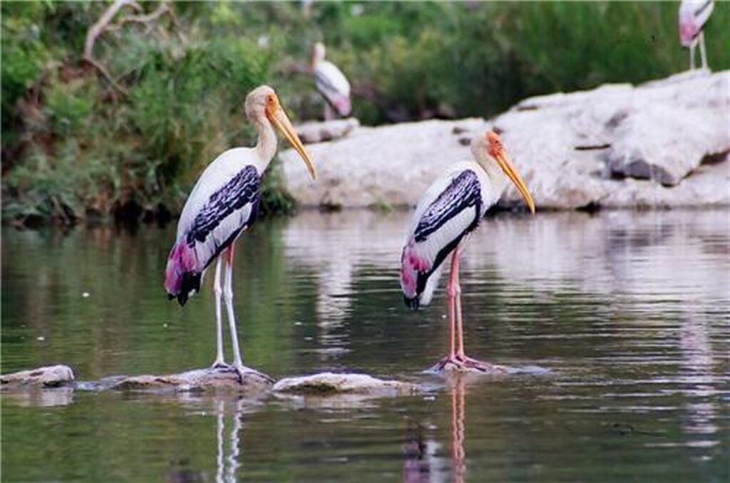 Nandur Madhmeshwar Bird Sanctuary in Nashik
Must-Visit places in Nashik